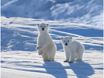 Белые медвежата в Арктике