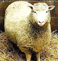 23 февраля 1997 года шотландские ученые сообщили о том, что им удалось клонировать животное&nbsp;— овцу долли