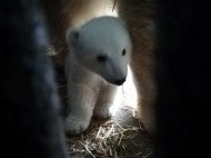 Единственного в Украине полярного медвежонка его мама «представила» посетителям Николаевского зоопарка (видео)