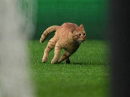 УЕФА завел дело на «Бешикташ» из-за выбежавшего на поле… кота (фото)