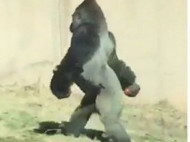 Видео гориллы, которая ходит, как человек, стало вирусным (видео)