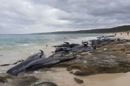 В Австралии на берег выбросились более 150 дельфинов (фото, видео)