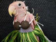 «Голый» попугай позирует для Instagram в одежде, которую ему присылают поклонники (фото, видео)