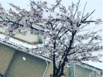 Японские цветущие сакуры засыпало снегом 