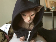 Найден новый претендент на титул «самого сердитого в мире кота» (фото)