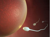 Яйцеклетка и сперматозодиды 