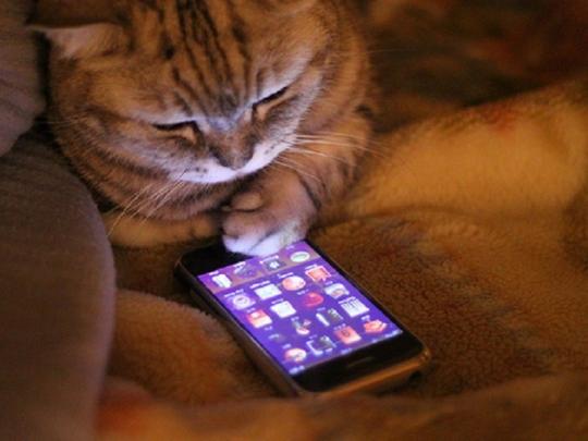 Кот с мобильным телефоном