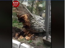 В Киеве на Выборгской прямо возле жилого дома рухнуло огромное дерево (видео, фото)