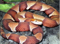 Советы отдыхающим на природе: как избежать укусов змей