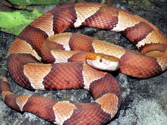 Советы отдыхающим на природе: как избежать укусов змей