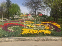 На столичном Певческом поле — композиция из 250 тысяч тюльпанов