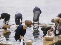 Полоскалки