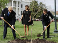 Стало известно, куда исчезло дерево Макрона с поляны Белого дома