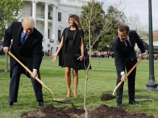 С поляны Белого дома исчезло дерево Макрона
