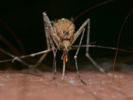 На Харьковщине зарегистрировали опасное заболевание, переносимое комарами