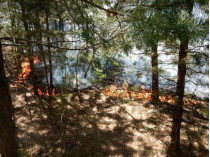В Луганской области из-за обстрела боевиков загорелся лес