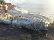 Загадочного морского монстра вымыло на филиппинский пляж (фото)