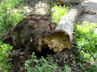 В Черкассах на возвращавшихся с экскурсии второклассников рухнуло дерево (фото, видео)