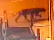 В Бирмингеме засняли на видео загадочного огромного зверя, рыскающего по ночам (фото, видео)