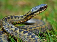 Змеи проснулись: экологи дают советы, как снизить угрозу