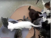 В Харькове торговцы избавились от полсотни котят (видео)