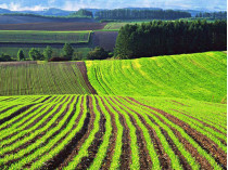 Земля сельхозназначения