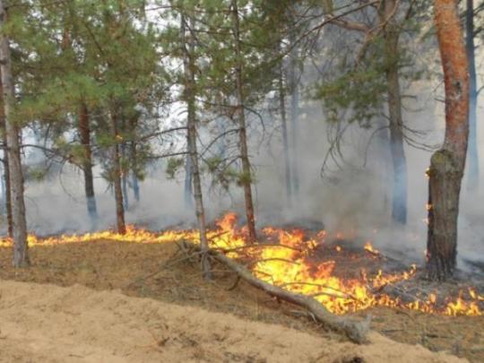 Масштабный пожар в Херсонской области: горит 20 га леса