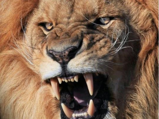 В Тернопольской области на подростка напал лев