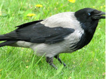 В Кременчуге серые вороны нападают на людей и птиц