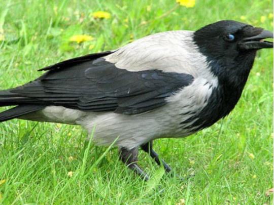В Кременчуге серые вороны нападают на людей и птиц