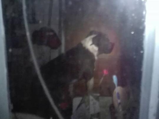 Под Киевом стаффордширский терьер отгрыз женщине кисти обеих рук (фото)