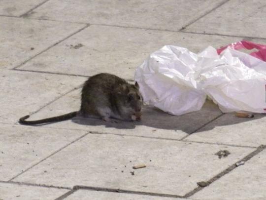 Крыса на улице