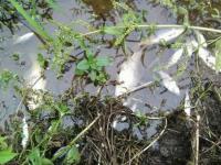 В Винницкой области спиртзавод затопил реку отходами