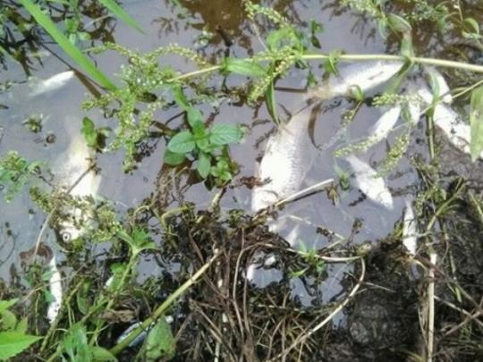 В Винницкой области спиртзавод затопил реку отходами