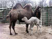 В столичном зоопарке&nbsp;— беби-бум: родились детеныши у верблюдов, зеленых мартышек и макак