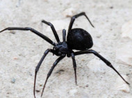 На Одесчине отдыхающую укусил смертельно ядовитый паук