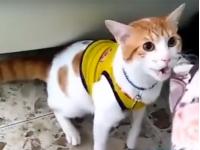 Кот-болельщик научился кричать: «Гол!» (видео)