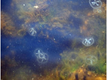 В Днепре возле Киева появились медузы