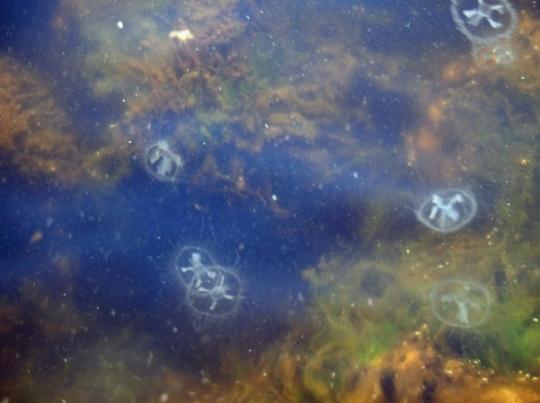 В Днепре возле Киева появились медузы