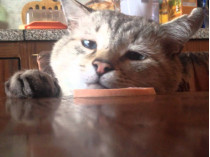 Кошка с колбасой