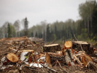 В Уголовном кодексе появилось наказание за незаконную вырубку леса
