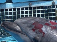 В Одессе зоозащитники потребовали закрыть дельфинарий (фото)