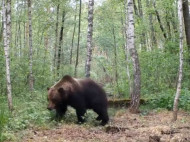 В зону отчуждения ЧАЭС вернулись бурые медведи (видео)