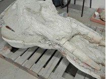 Череп животного, жившего 10 миллионов лет назад 