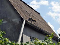 обезьяна на крыше сельского дома