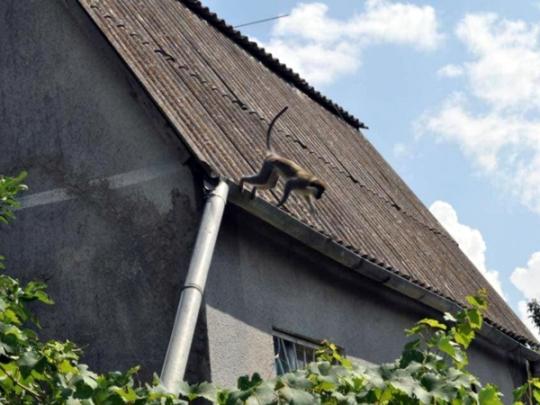 обезьяна на крыше сельского дома