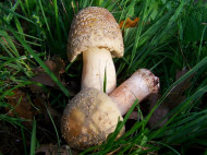 Многодетную семью на Одесчине отравил самый ядовитый гриб в мире