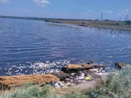Массовый мор рыбы под Одессой: «мертвечина» может оказаться на прилавках (фото)