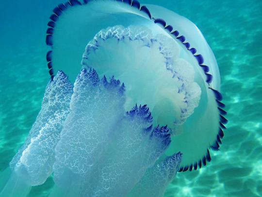 Медузы ядовитые