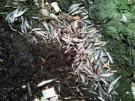 Масштабный замор рыбы на Херсонщине: тонну мертвого бычка обнаружили на берегу Каховского водохранилища